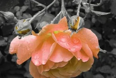 imagens jigsaw puzzle