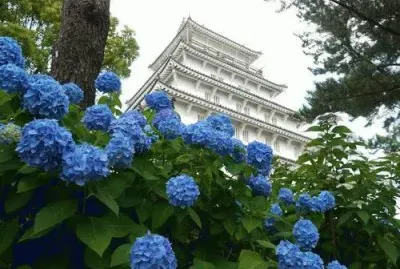 imagens jigsaw puzzle