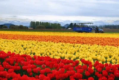 tulipas