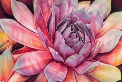 Yellow - Pink Dahlia