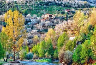 Cerezo en flor-Valle del Jerte