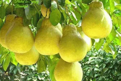 פאזל של imagens