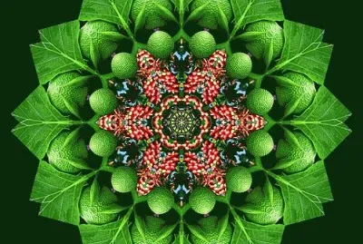 mandala