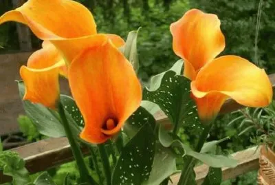 imagens jigsaw puzzle