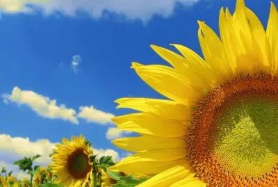 girasol