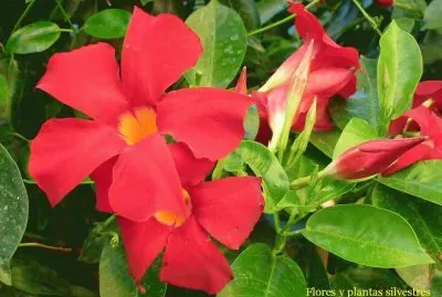 jazmÃ­n jigsaw puzzle