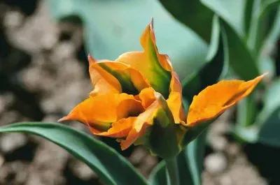 imagens jigsaw puzzle