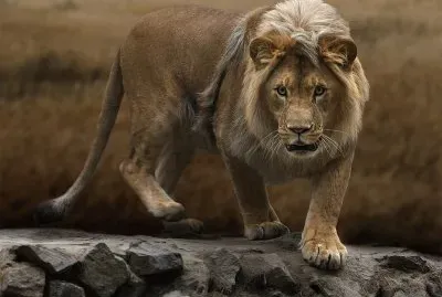 פאזל של Animales