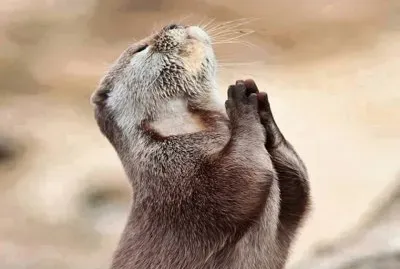 פאזל של imagens