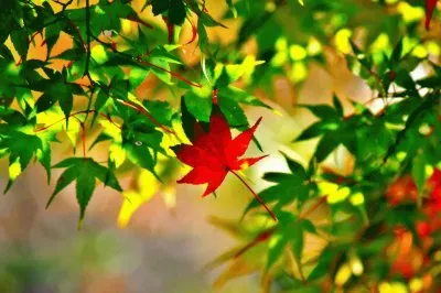 imagens jigsaw puzzle