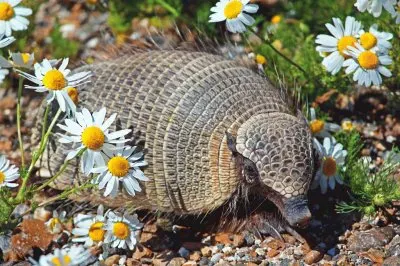 armadillo entre margaritas jigsaw puzzle
