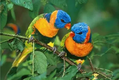 passaros jigsaw puzzle