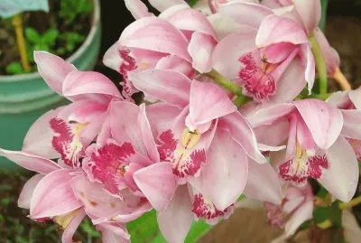 cymbidium