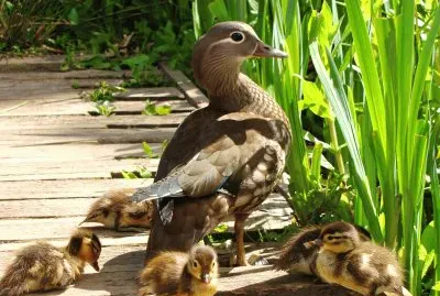 mom#204 jigsaw puzzle