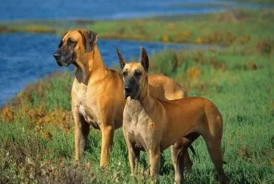 Os CÃ£es na Relva