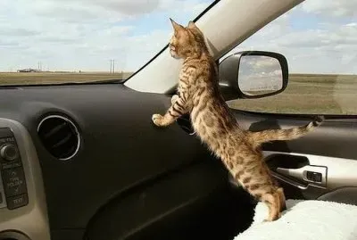 disfrutando del viaje