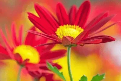 imagens jigsaw puzzle