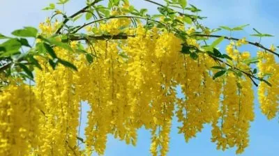 imagens jigsaw puzzle