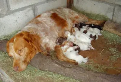 פאזל של con sus cachorros