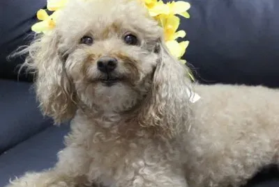 פאזל של imagens