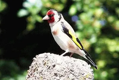 Goldfinch jigsaw puzzle