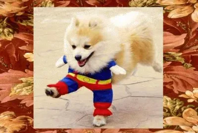 פאזל של ×›×œ×‘7