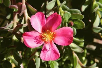 flor de seda