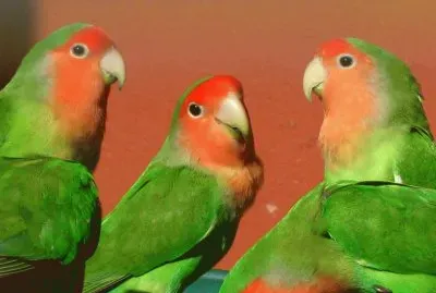 pappagalli