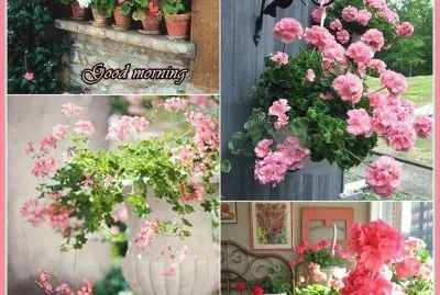 flores