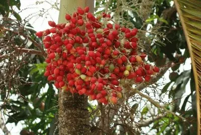 frutos de palma jigsaw puzzle