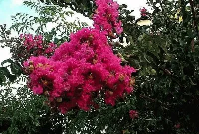 lagerstroemia indica (libustremia) jigsaw puzzle