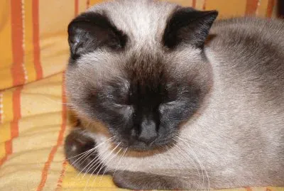 siamesa jigsaw puzzle