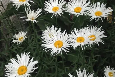 Janet Pavez jigsaw puzzle