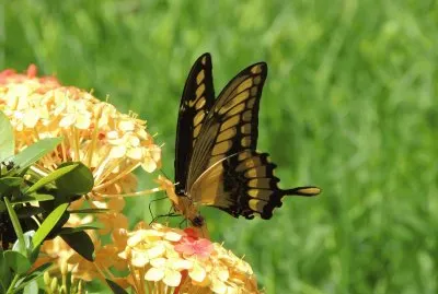 Borboleta