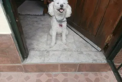 DAISY MI CANICHE