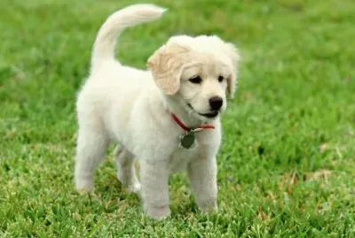 no hay mejores amigos para todos que los animales!!! jigsaw puzzle