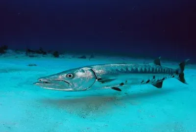 barracuda