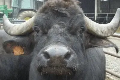 bufalo