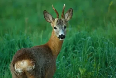 capriolo