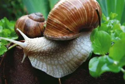 chiocciola
