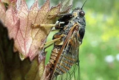 cicala