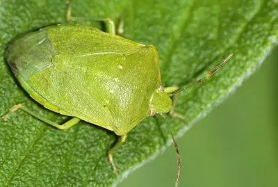 cimice
