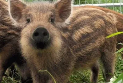 cinghiale