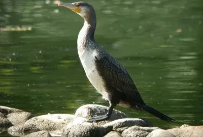 cormorano