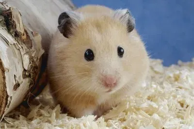 criceto jigsaw puzzle