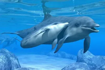 delfino