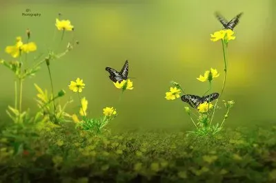 imagens jigsaw puzzle