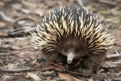 echidna