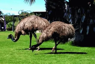 emu