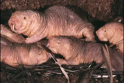 eterocefalo glabro
